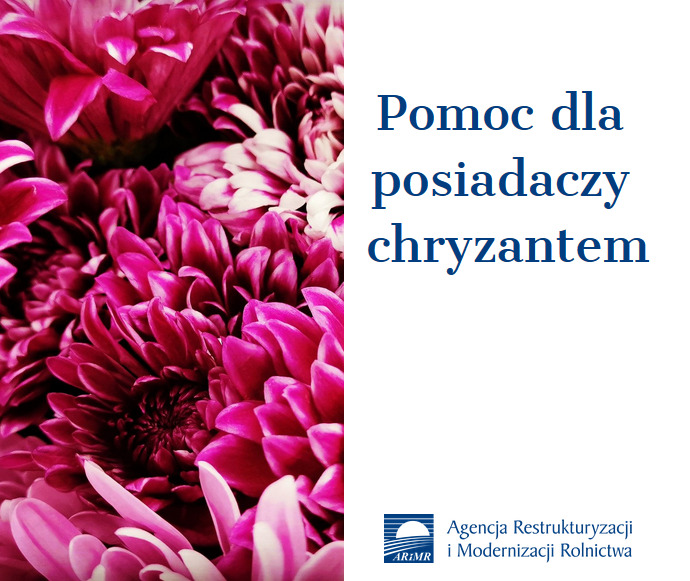 Pomoc dla posiadaczy chryzantem - ARMiR