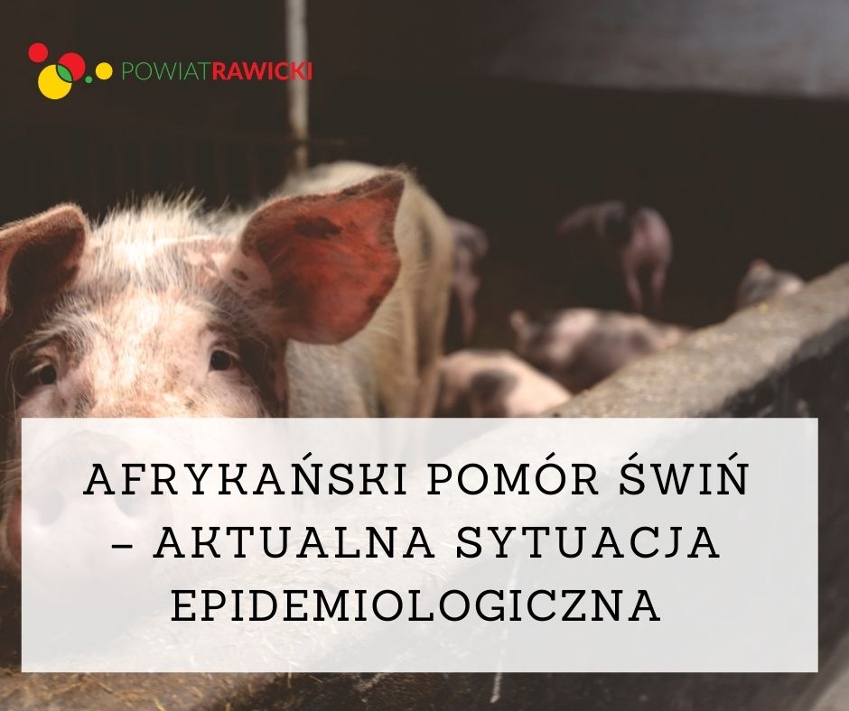 Afrykański pomór świń ? aktualna sytuacja epidemiologiczna